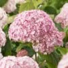 Hydrangea Arborescens 'Candybelle Bubblegum' (PBR) -Herbalife Shop pl2000026315