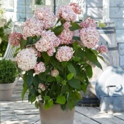Hydrangea Arborescens 'Candybelle Bubblegum' (PBR) -Herbalife Shop pl2000026315 card3 lg