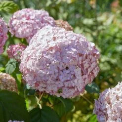 Hydrangea Arborescens 'Candybelle Bubblegum' (PBR) -Herbalife Shop pl2000026315 card5 lg