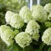 Hydrangea Paniculata Little Spooky ('GRHP08') (PBR) 2 Hydrangea Paniculata Little Spooky ('GRHP08') (PBR) -Herbalife Shop pl2000026318