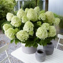 Hydrangea Paniculata Little Spooky ('GRHP08') (PBR) 11 Hydrangea Paniculata Little Spooky ('GRHP08') (PBR) -Herbalife Shop pl2000026318 card2 lg