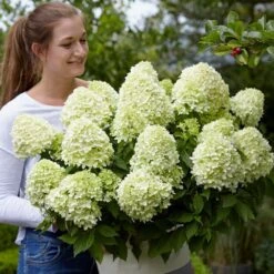 Hydrangea Paniculata Little Spooky ('GRHP08') (PBR) 16 Hydrangea Paniculata Little Spooky ('GRHP08') (PBR) -Herbalife Shop pl2000026318 card7 lg
