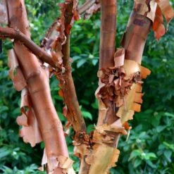 Acer Griseum -Herbalife Shop pl2000026319 card4 lg