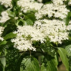 Cornus Controversa