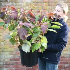 Hydrangea Quercifolia -Herbalife Shop pl2000026323 card2 lg