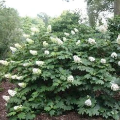 Hydrangea Quercifolia -Herbalife Shop pl2000026323 card3 lg