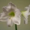 Hippeastrum 'Snow Queen' -Herbalife Shop pl2000026425