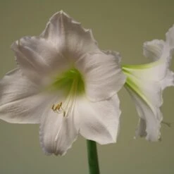 Hippeastrum 'Snow Queen'