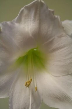 Hippeastrum 'Snow Queen' -Herbalife Shop pl2000026425 card3 lg