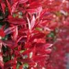 Photinia × Fraseri 'Red Robin' 1 Photinia × Fraseri 'Red Robin' -Herbalife Shop pl2000026435