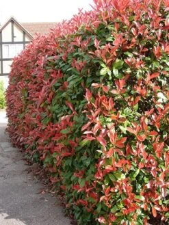 Photinia × Fraseri 'Red Robin' 8 Photinia × Fraseri 'Red Robin' -Herbalife Shop pl2000026435 card3 lg