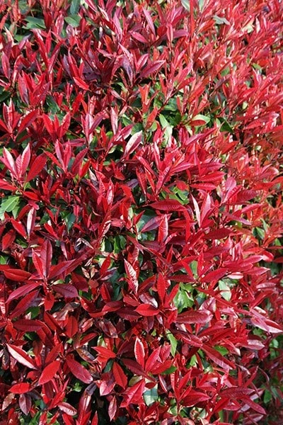 Photinia × Fraseri 'Red Robin' 6 Photinia × Fraseri 'Red Robin' - Image 4
