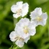 Geranium Phaeum 'Album' 2 Geranium Phaeum 'Album' -Herbalife Shop pl2000027169