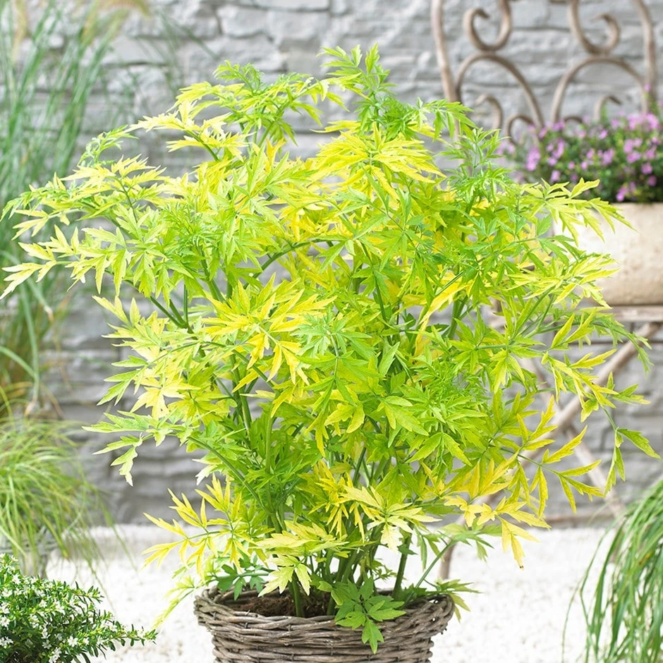 Sambucus Nigra Golden Tower ('Jdeboer001') (PBR) 3 Sambucus Nigra Golden Tower ('Jdeboer001') (PBR)
