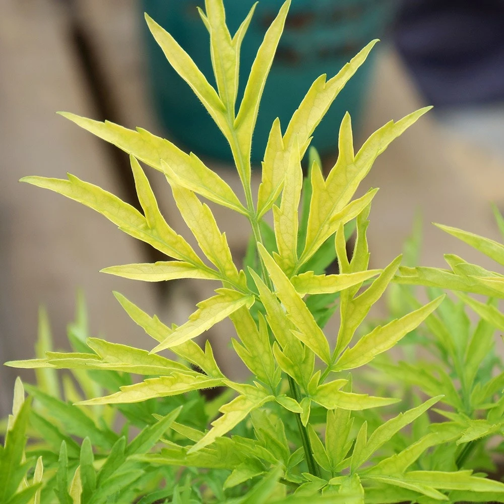 Sambucus Nigra Golden Tower ('Jdeboer001') (PBR) 4 Sambucus Nigra Golden Tower ('Jdeboer001') (PBR) - Image 2