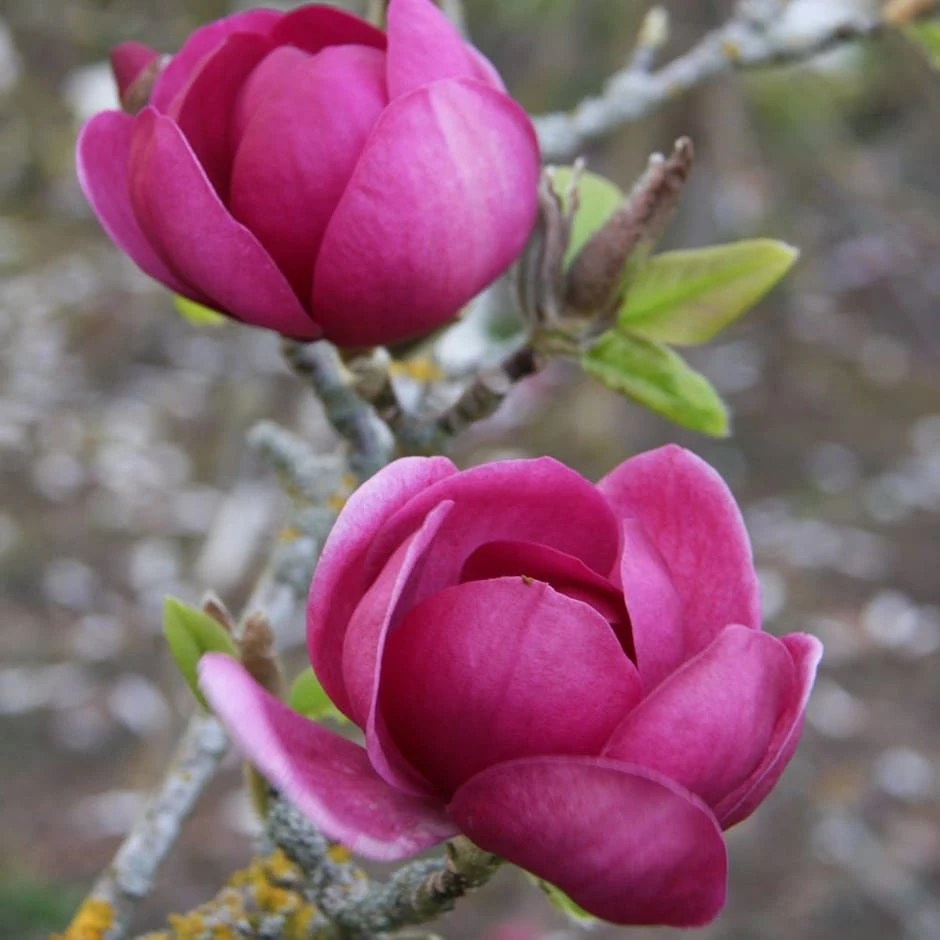 Magnolia Black Tulip ('Jurmag1') (PBR) 3 Magnolia Black Tulip ('Jurmag1') (PBR)