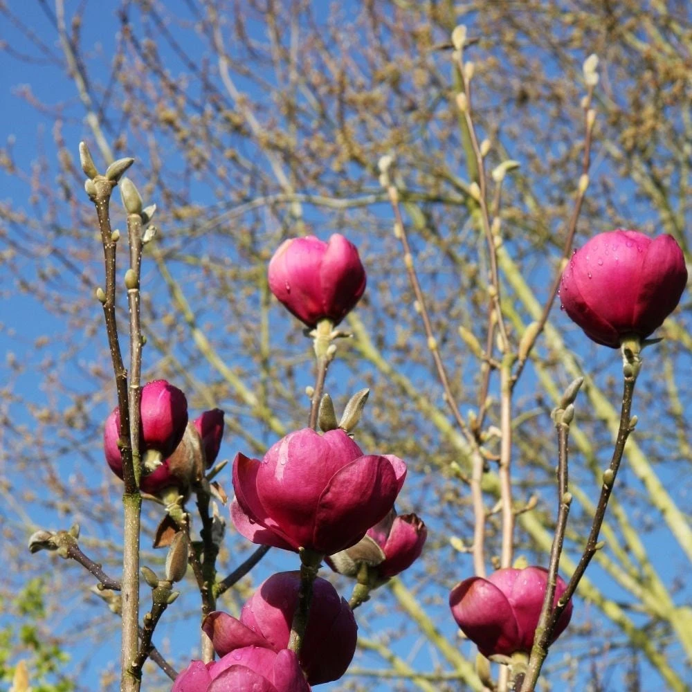 Magnolia Black Tulip ('Jurmag1') (PBR) 4 Magnolia Black Tulip ('Jurmag1') (PBR) - Image 2