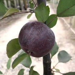 Malus 'Roberts Crab' -Herbalife Shop pl2000027194 card2 lg