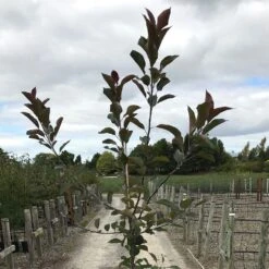 Malus 'Roberts Crab' -Herbalife Shop pl2000027194 card3 lg