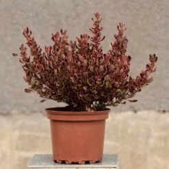 Coprosma Repens 'Pacific Dawn' 7 Coprosma Repens 'Pacific Dawn' -Herbalife Shop pl2000027208 card3 lg