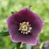 Helleborus × Hybridus Harvington Dusky -Herbalife Shop pl2000027214