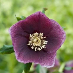 Helleborus × Hybridus Harvington Dusky