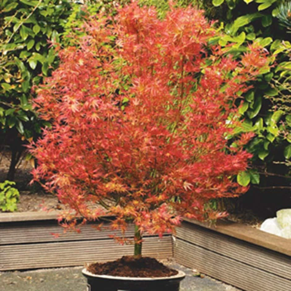 Acer Palmatum 'Wilson's Pink Dwarf' 3 Acer Palmatum 'Wilson's Pink Dwarf'