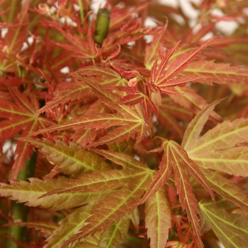 Acer Palmatum 'Wilson's Pink Dwarf' 4 Acer Palmatum 'Wilson's Pink Dwarf' - Image 2