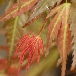 Acer Palmatum 'Wilson's Pink Dwarf' 8 Acer Palmatum 'Wilson's Pink Dwarf' -Herbalife Shop pl2000027220 card3 lg