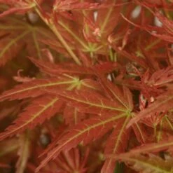 Acer Palmatum 'Wilson's Pink Dwarf' 9 Acer Palmatum 'Wilson's Pink Dwarf' -Herbalife Shop pl2000027220 card4 lg