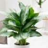 Aglaonema 'Jubilee Compacta' (PBR) 1 Aglaonema 'Jubilee Compacta' (PBR) -Herbalife Shop pl2000027224