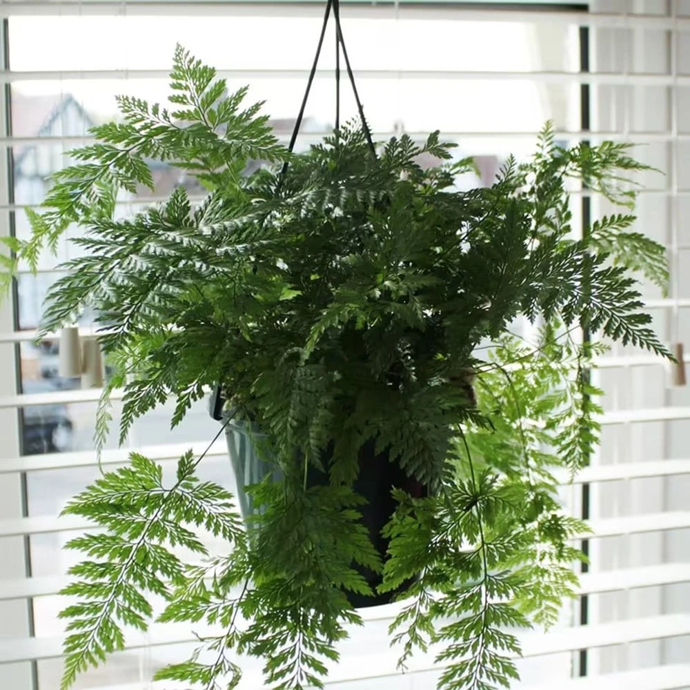 Humata Tyermanii 'Bunny' 4 Humata Tyermanii 'Bunny' - Image 2