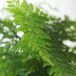 Humata Tyermanii 'Bunny' 9 Humata Tyermanii 'Bunny' -Herbalife Shop pl2000027228 card4 lg