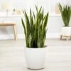 Sansevieria Trifasciata Var. Laurentii -Herbalife Shop pl2000027233