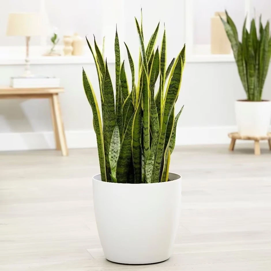 Sansevieria Trifasciata Var. Laurentii 3 Sansevieria Trifasciata Var. Laurentii