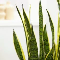Sansevieria Trifasciata Var. Laurentii 9 Sansevieria Trifasciata Var. Laurentii -Herbalife Shop pl2000027233 card3 lg