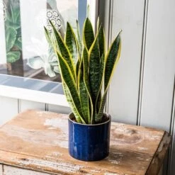 Sansevieria Trifasciata Var. Laurentii 11 Sansevieria Trifasciata Var. Laurentii -Herbalife Shop pl2000027233 card5 lg