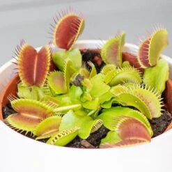 Venus Fly Trap -Herbalife Shop pl2000027243 card4 lg