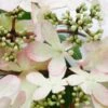 Viburnum Plicatum F. Tomentosum Kilimanjaro Sunrise ('Jww5') (PBR) -Herbalife Shop pl2000027309