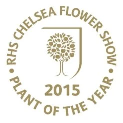 Viburnum Plicatum F. Tomentosum Kilimanjaro Sunrise ('Jww5') (PBR) -Herbalife Shop pl2000027309 card3 lg