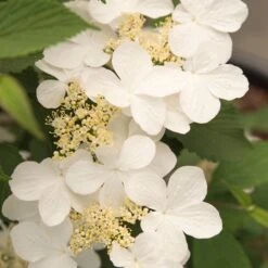 Viburnum Plicatum F. Tomentosum Kilimanjaro Sunrise ('Jww5') (PBR) -Herbalife Shop pl2000027309 card4 lg
