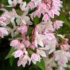Deutzia × Rosea Yuki Cherry Blossom ('Ncdx2') (PBR) -Herbalife Shop pl2000027360