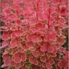 Berberis Thunbergii 'Orange Sunrise' (PBR) -Herbalife Shop pl2000027456