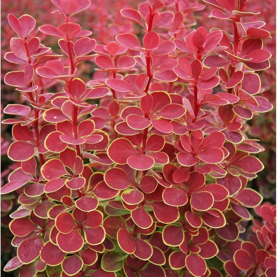 Berberis Thunbergii 'Orange Sunrise' (PBR) 3 Berberis Thunbergii 'Orange Sunrise' (PBR)
