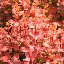 Berberis Thunbergii 'Orange Sunrise' (PBR) 5 Berberis Thunbergii 'Orange Sunrise' (PBR) -Herbalife Shop pl2000027456 card2 lg