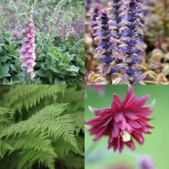 Slug-resistant Plant Combination For Shade