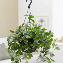 Tradescantia 'Green Hill' -Herbalife Shop pl2000027706 card3 lg