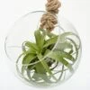 Extra Large Air Plant With Hanging Glass Orb/terrarium -Herbalife Shop pl2000027709