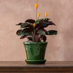 Goeppertia Crocata 'Tassmania' -Herbalife Shop pl2000027721 card2 lg