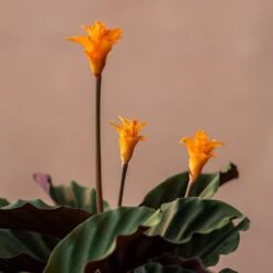 Goeppertia Crocata 'Tassmania' -Herbalife Shop pl2000027721 card3 lg